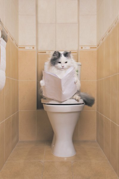 Картинки смешных котов в туалете