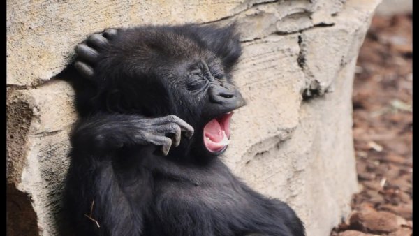 Смешные картинки обезьяны до слез и жуткого смеха