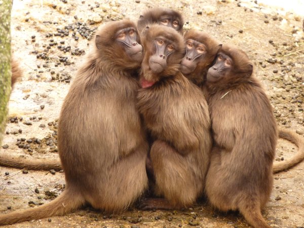 Смешные картинки пять обезьян