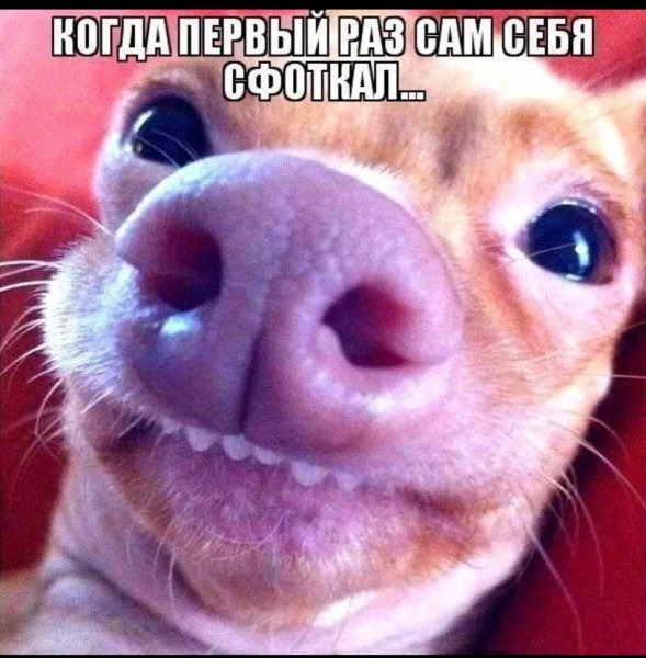 Приколы картинки с надписями