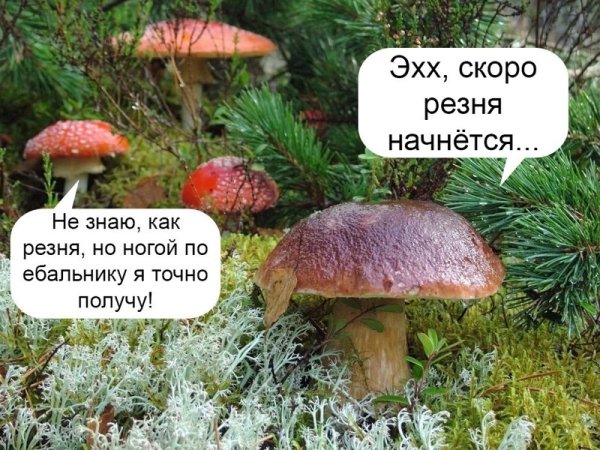 Смешные приколы с надписями