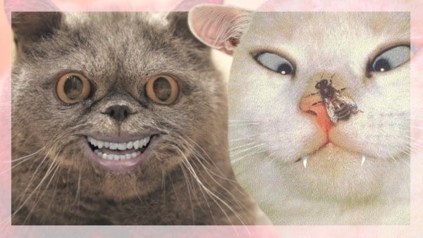 Угарные котики