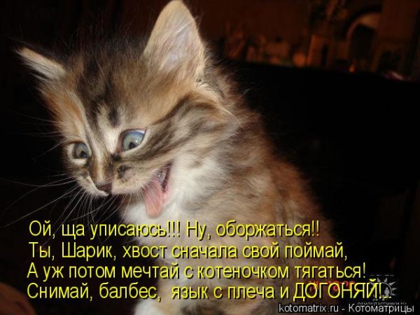 Кот получил по морде