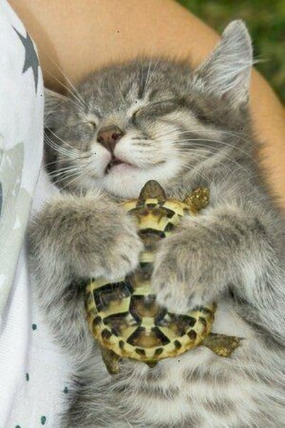 Коты и черепахи