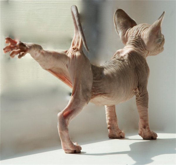 Смешные картинки кошек породы сфинкс