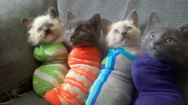 Четыре котика