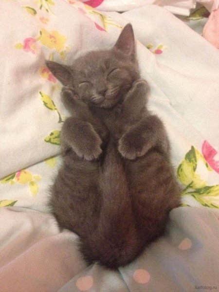 Умильные котята