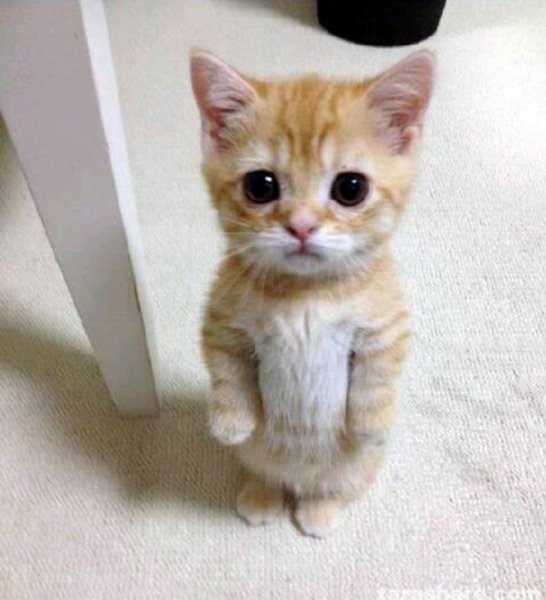 Прикольные котята