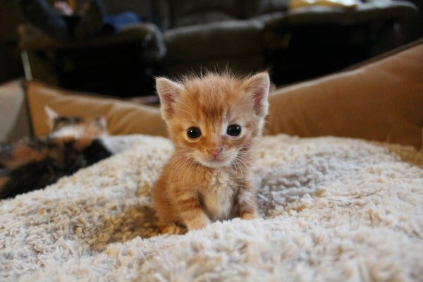 Маленький котенок