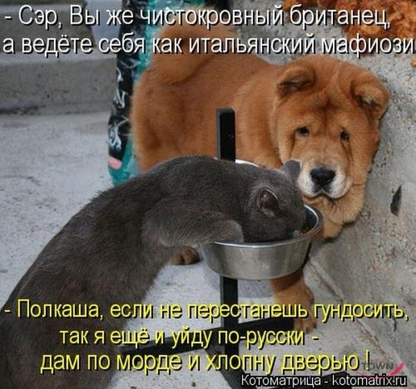 Шутки про животных