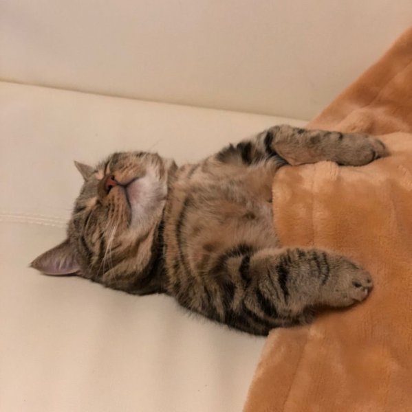 Спящие котики