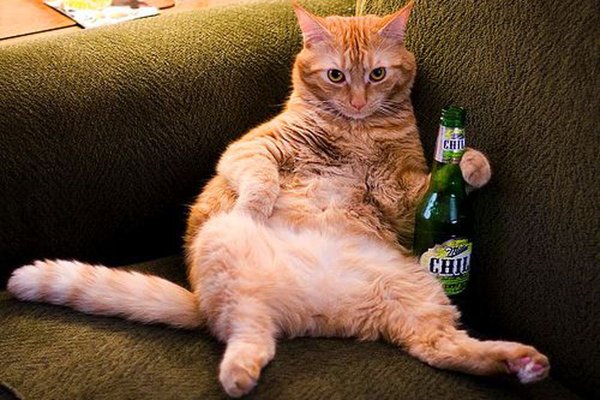 Прикольные кошки