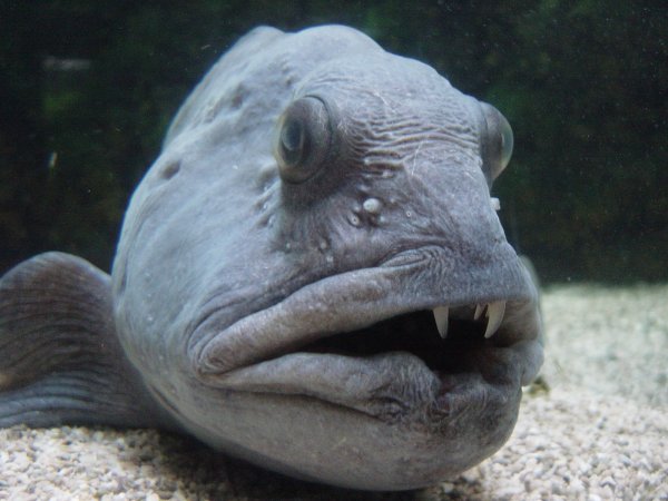 Самые смешные в мире картинки рыбы с названиями