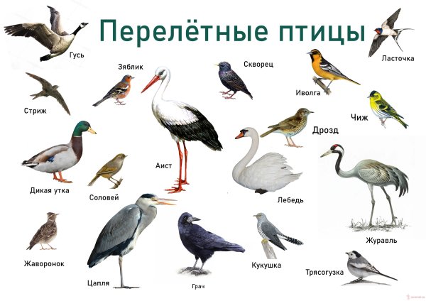 Смешные картинки птицы с названиями