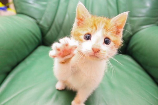Милые коты