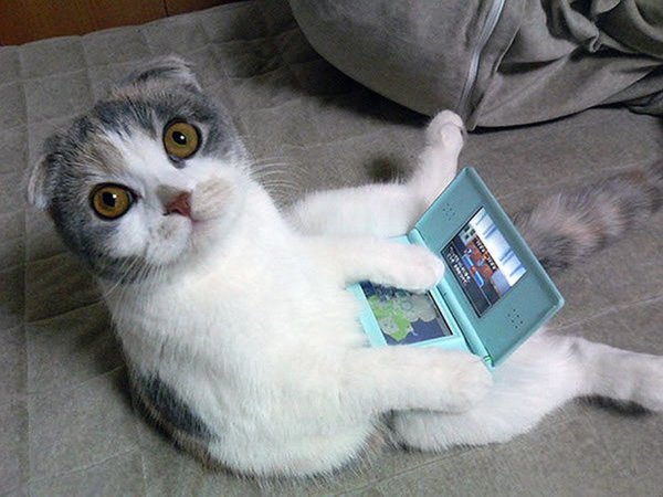 Смешные кошки