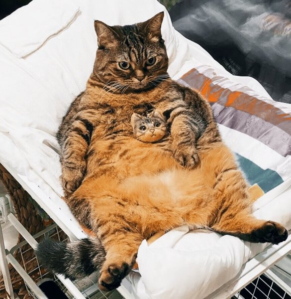 Толстые коты