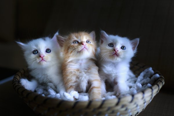 Картинки маленьких котят милых пушистых и смешных