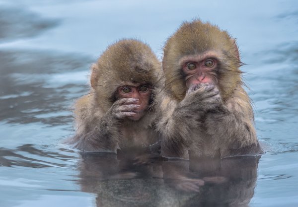 Смешные картинки обезьяны на воде