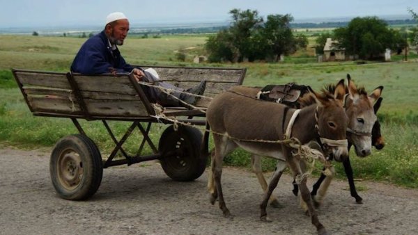 Картинки ишака с телегой смешные