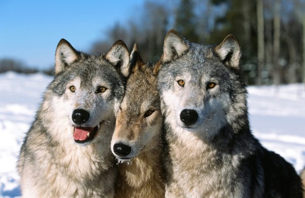 Смешные картинки волки волков