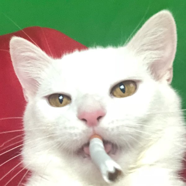 Murzofix кот