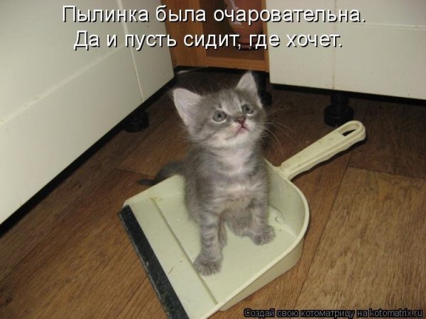 Смешные картинки коты с надписями новые до слез офигенные