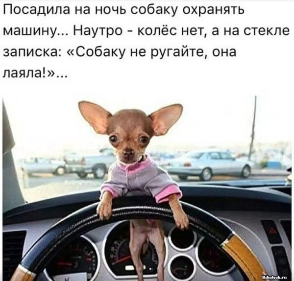Смешные картинки с текстом