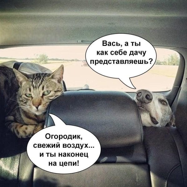 Картины с прикольными надписями