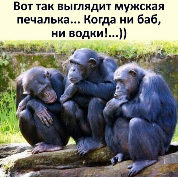 Обезьяна картинки