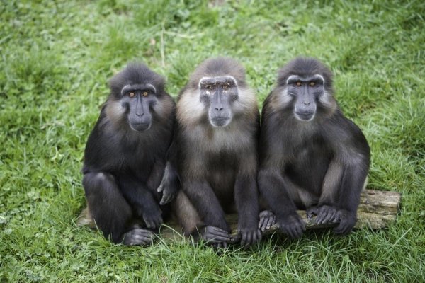 Смешные картинки три обезьянки