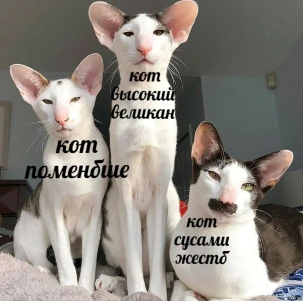 Смешные картинки кот грузин