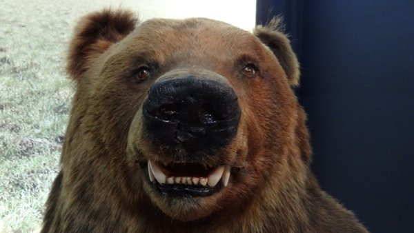 Смешные картинки медведь гризли