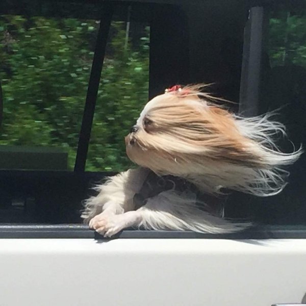 Смешные картинки волосы на ветру