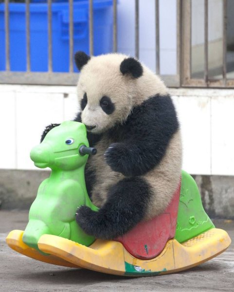 Смешные картинки панда прикольные