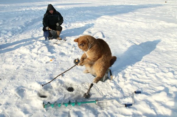 Зимняя рыбалка приколы