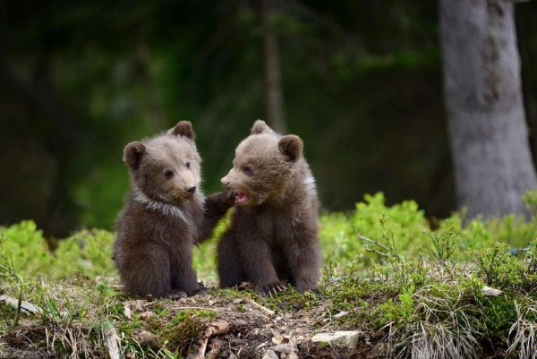 Смешные картинки медвежата и милые