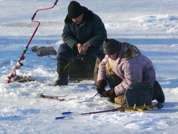 Кот на зимней рыбалке