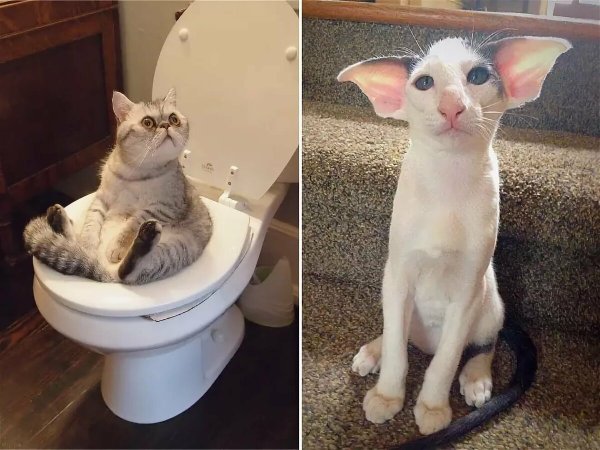 Самые смешные в мире картинки котята до слез