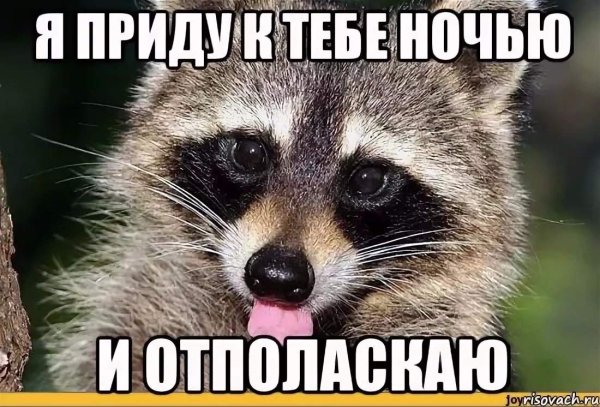 Мемы с енотами