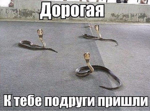 Дорогая к тебе подруги пришли змеи