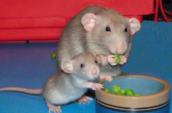 Смешные картинки крыс дамбо