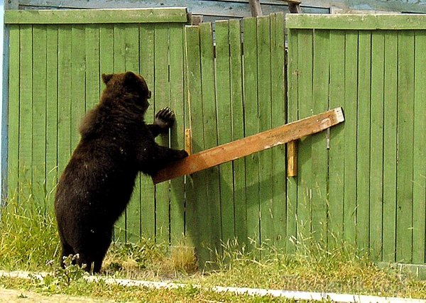 Медведь пришел