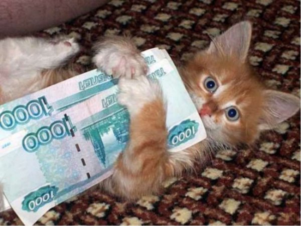 Котик с деньгами