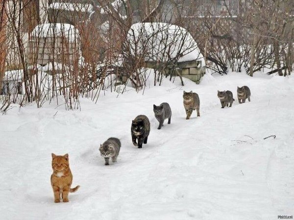 Кот на даче зимой