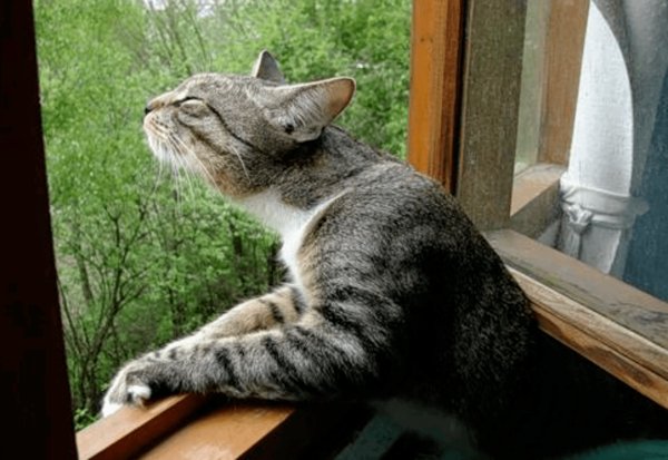 Весной пахнет кот