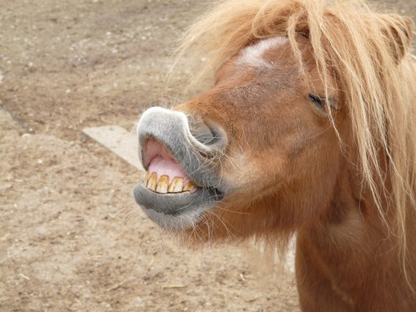 Смешные картинки лица лошадей