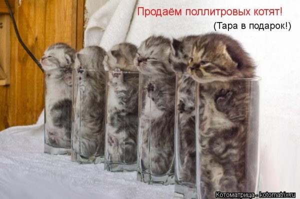 Котики с прикольными надписями