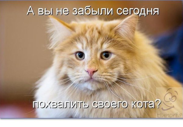 Коты приколы с надписями