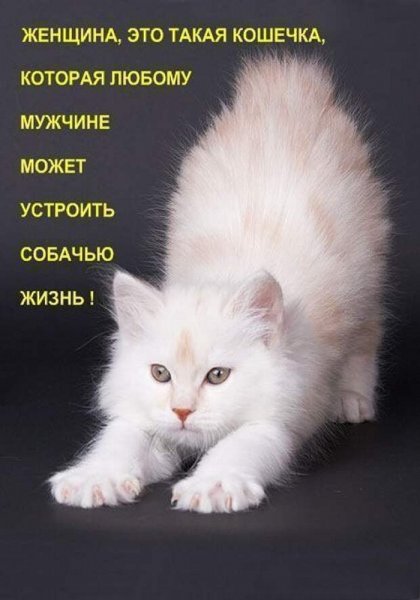 Статус про котенка